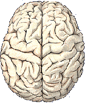 Brain drawn