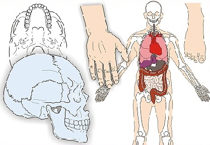 Anatomische Illustrationen